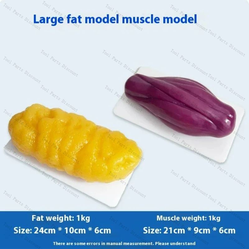 Nutrition Fitness Center - Human Muscle Replicas Weight Loss Nutrition